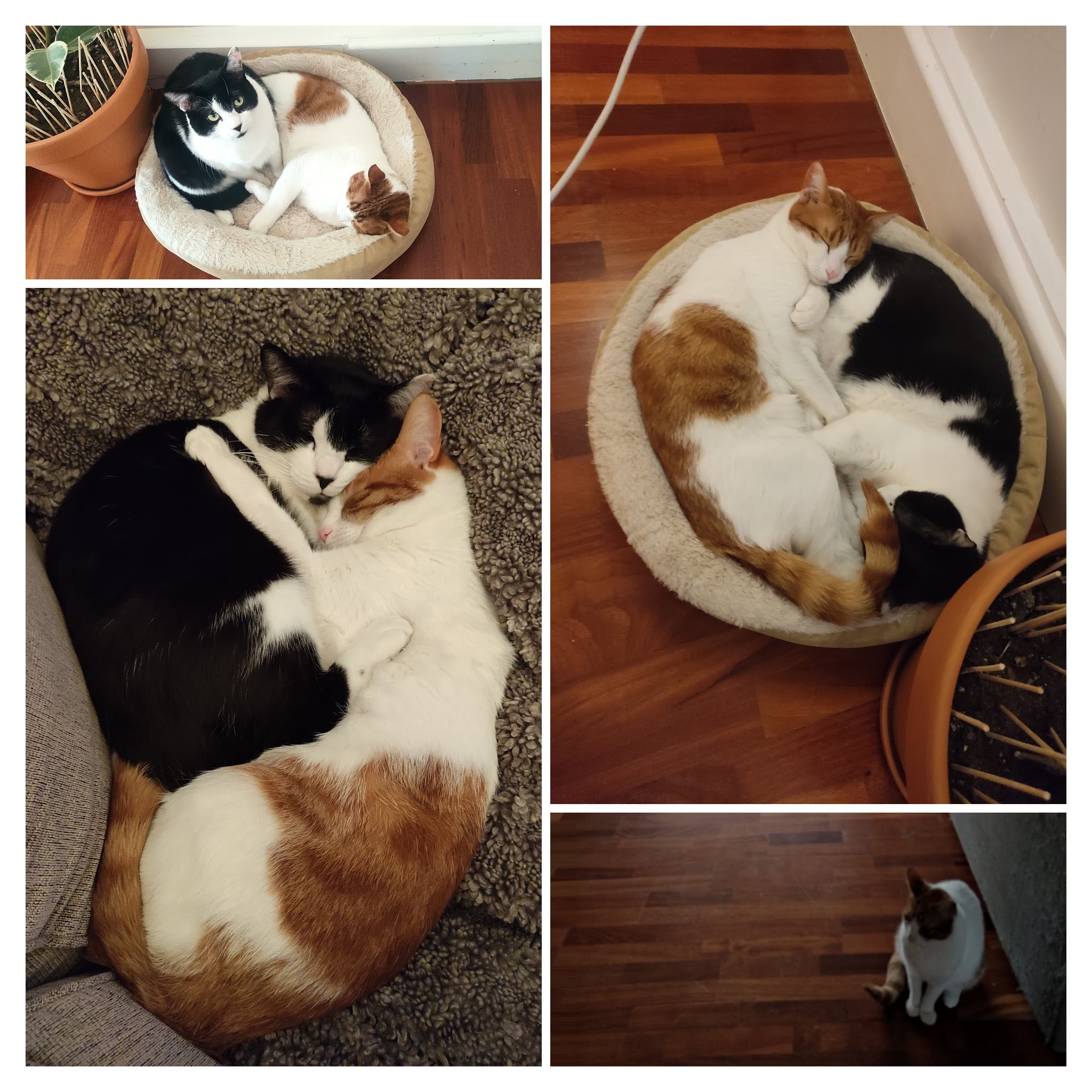 My babies