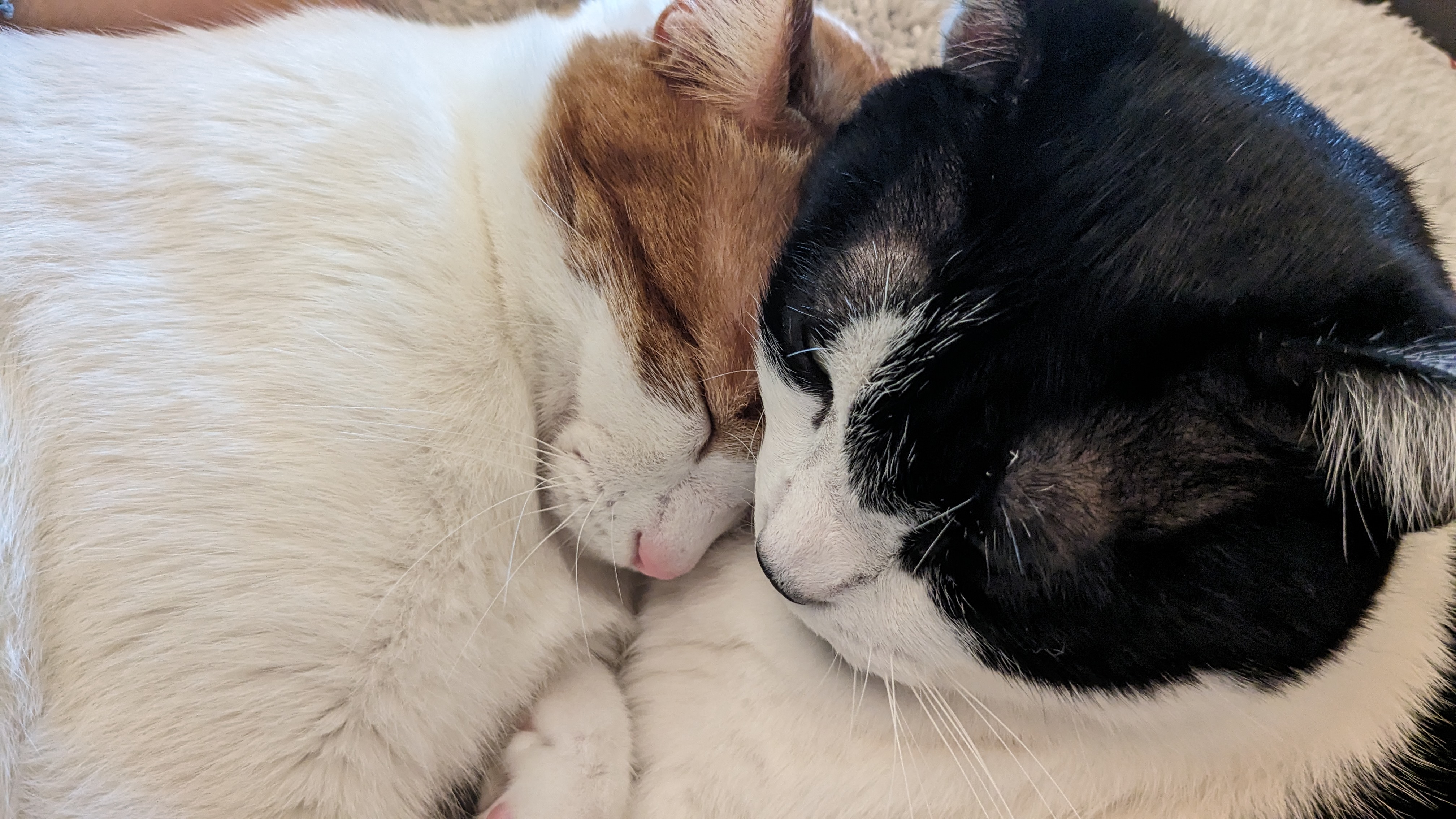 My babies #2